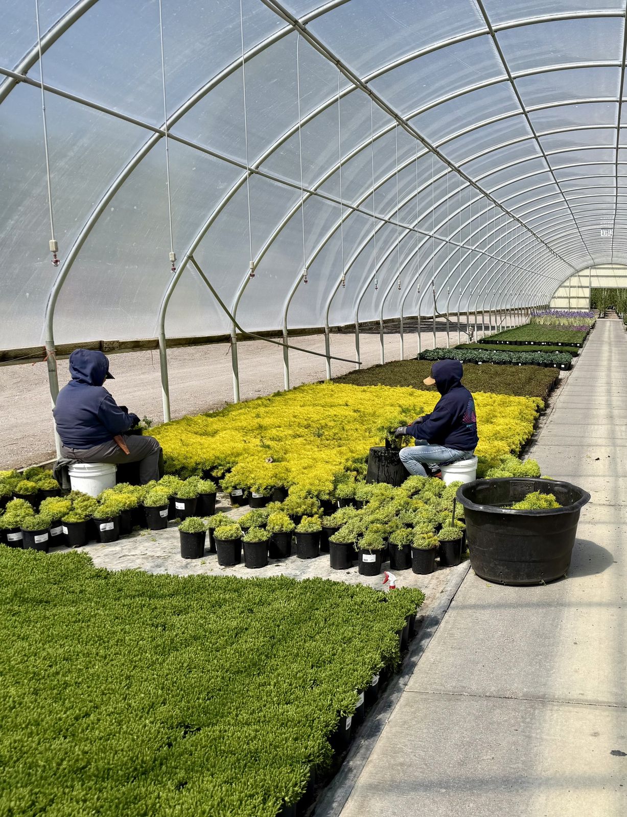Tree Source team members tending young plants inside a greenhouse