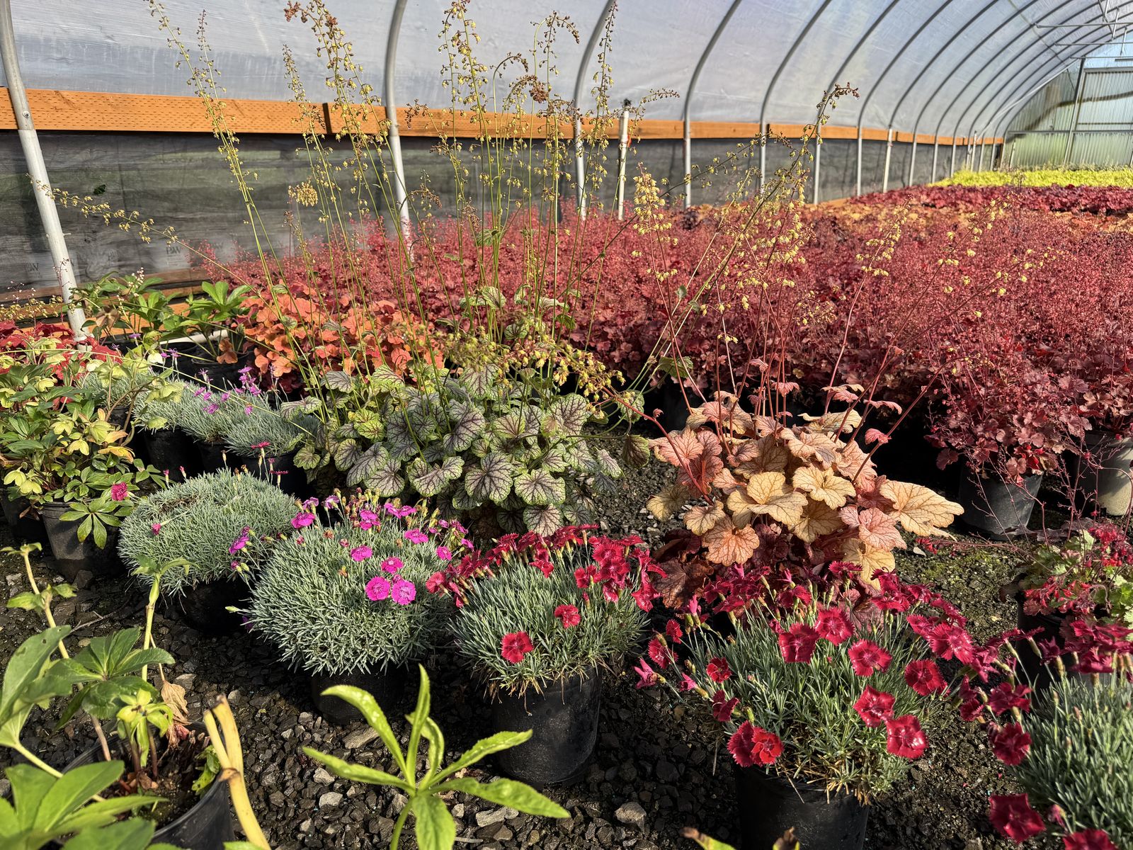 Colorful potted perennials and grasses filling a greenhouse at the Tree Source Boring, Oregon farm