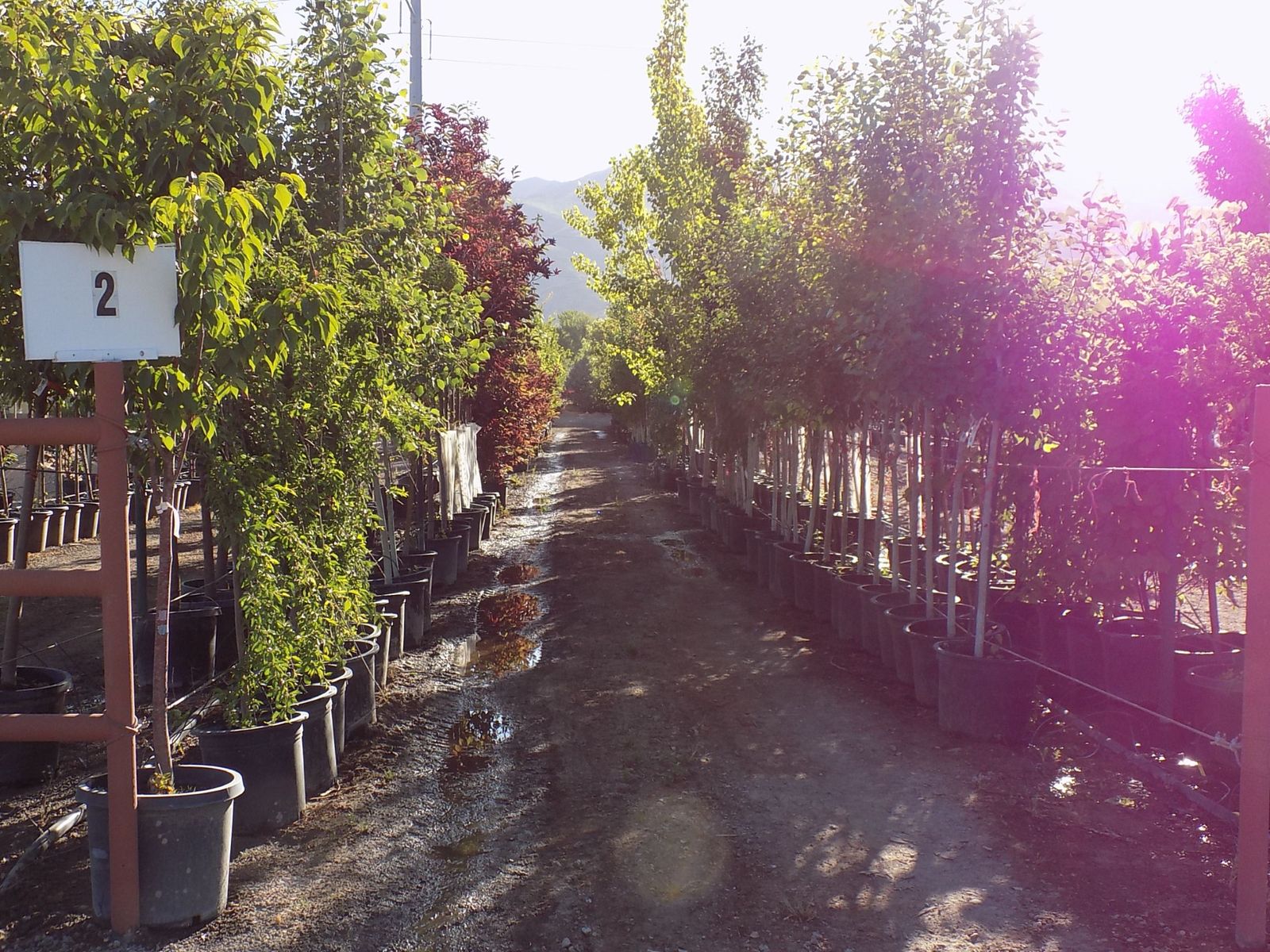Neatly organized, numbered rows of container-grown trees at a Tree Source yard