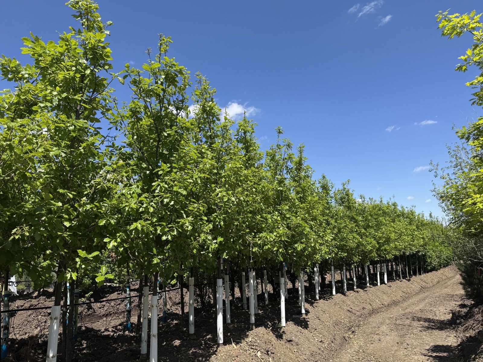 Rows of healthy field-grown trees in full leaf under a clear blue sky at a Tree Source farm