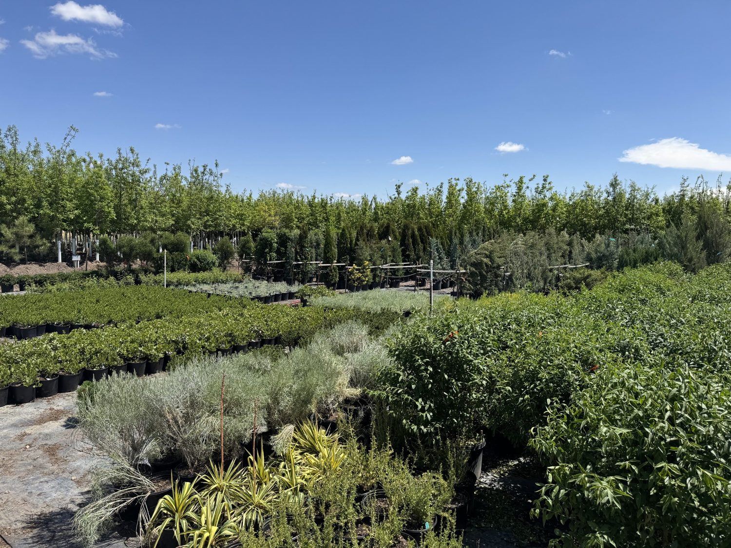 Rows of container trees and shrubs under a blue sky at Tree Source's Parker, Colorado location