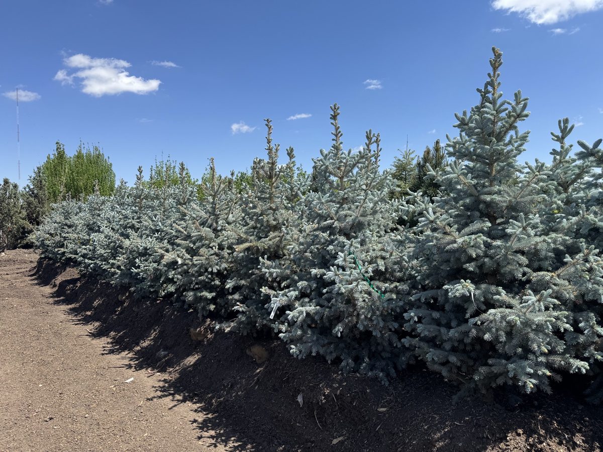 A row of Colorado blue spruce under a big sky at the Parker, Colorado nursery