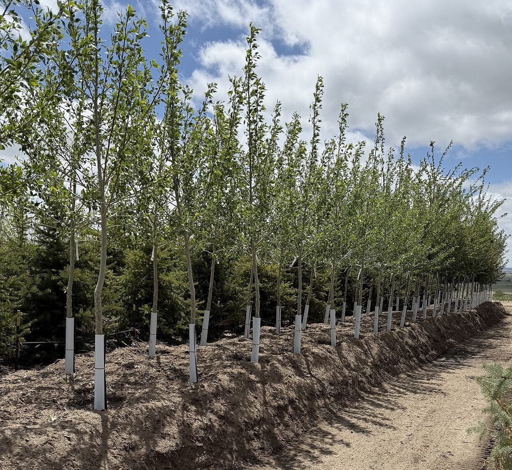 Long rows of staked caliper shade trees at Tree Source's Peyton, Colorado location