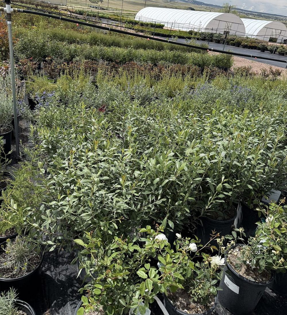 Container nursery stock and hoop houses at Tree Source's Peyton, Colorado location
