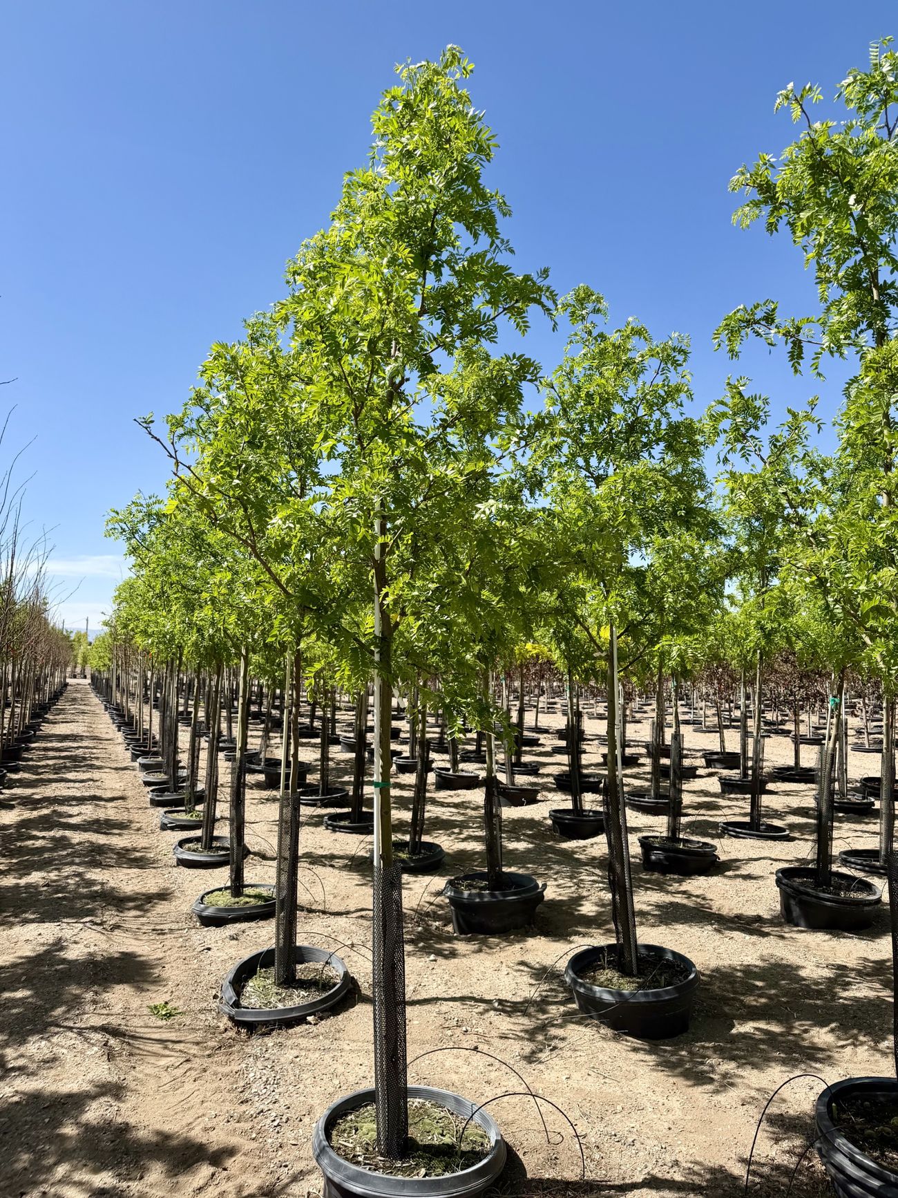 Rows of cold-hardy shade trees growing at Tree Source's Rupert, Idaho nursery
