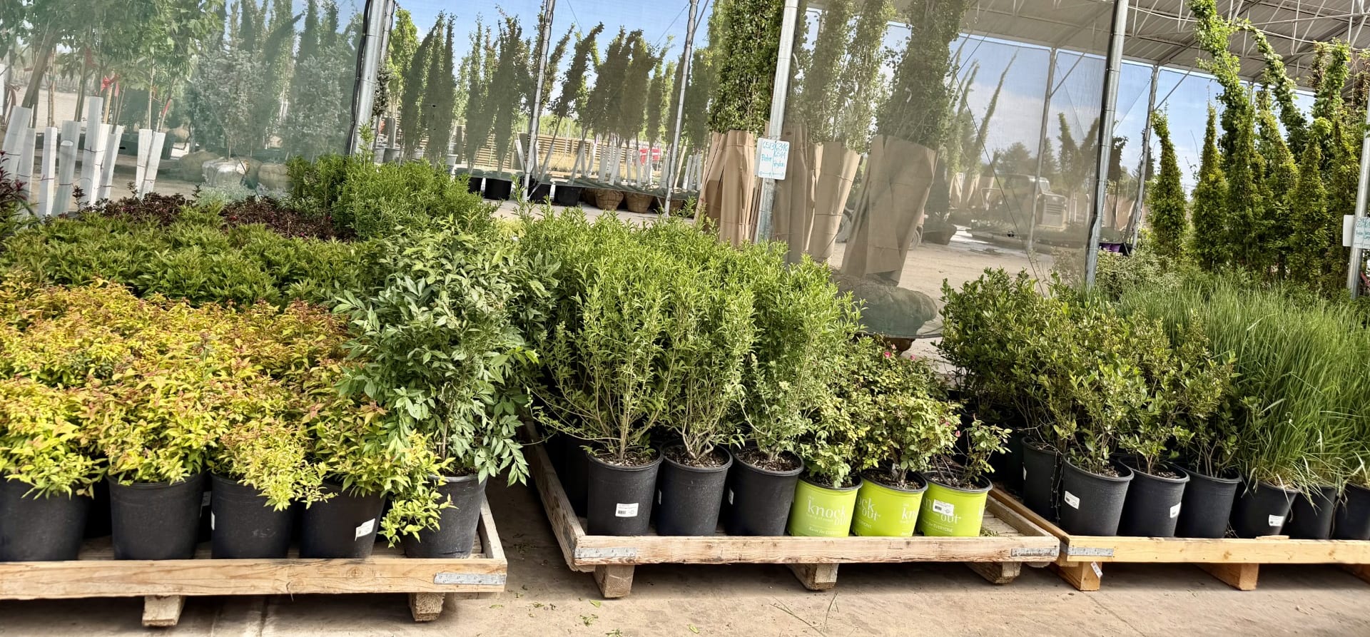 Pallets of mixed container-grown shrubs and perennials staged under cover, with rows of columnar conifers beyond, at Tree Source's Rupert, Idaho nursery