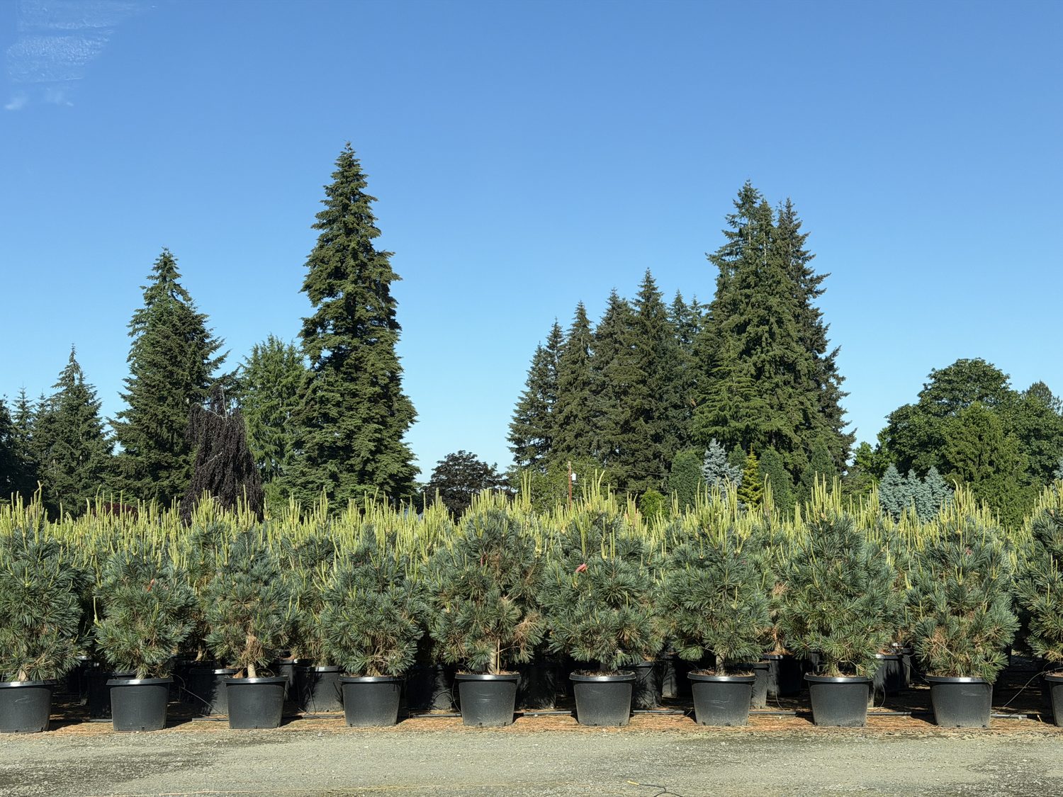 Specimen spruce and fir over a row of container pines at Tree Source's Boring, Oregon growing grounds