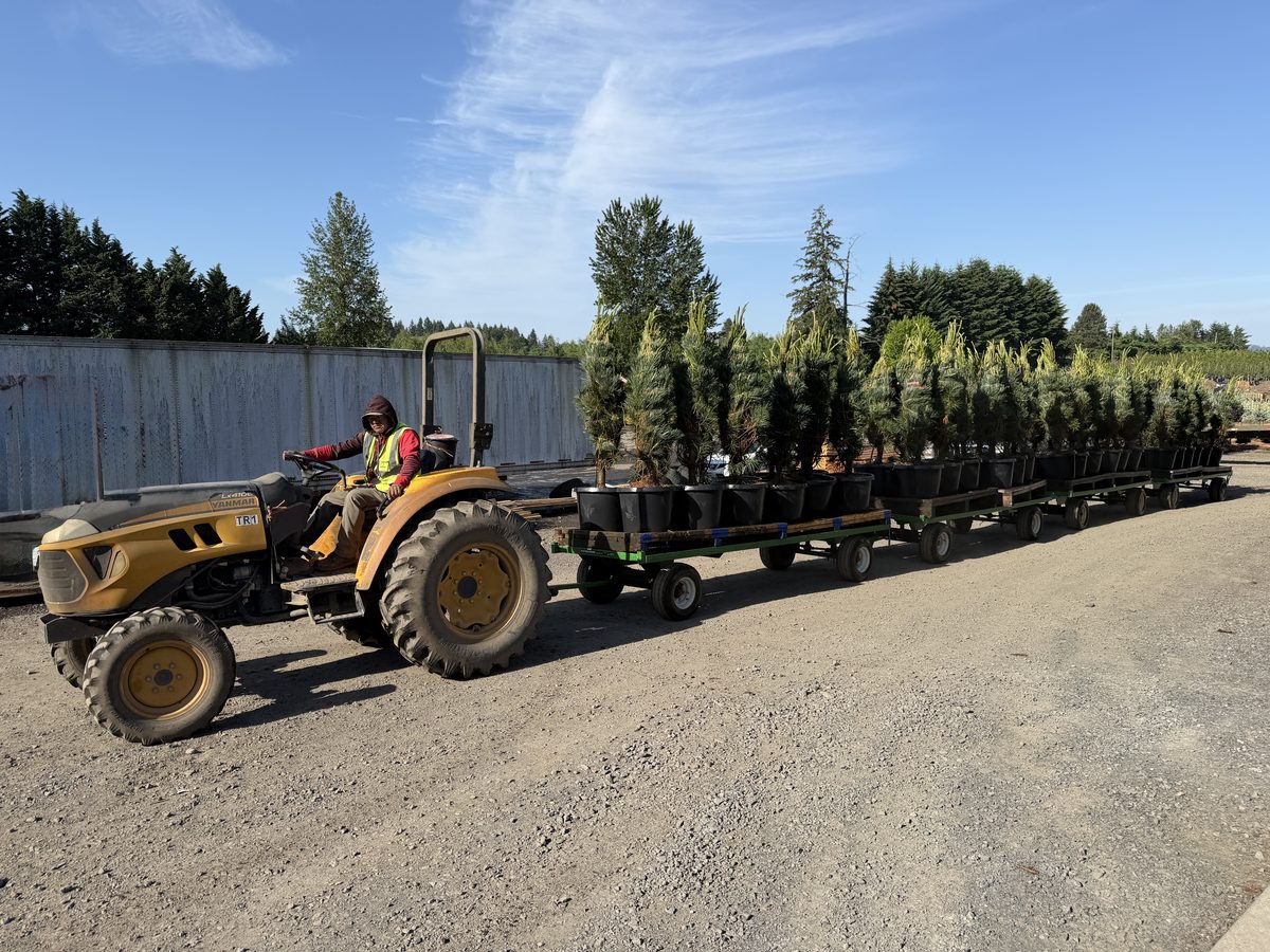 A tractor hauling a train of carts loaded with containerized conifers at the Boring, Oregon farm