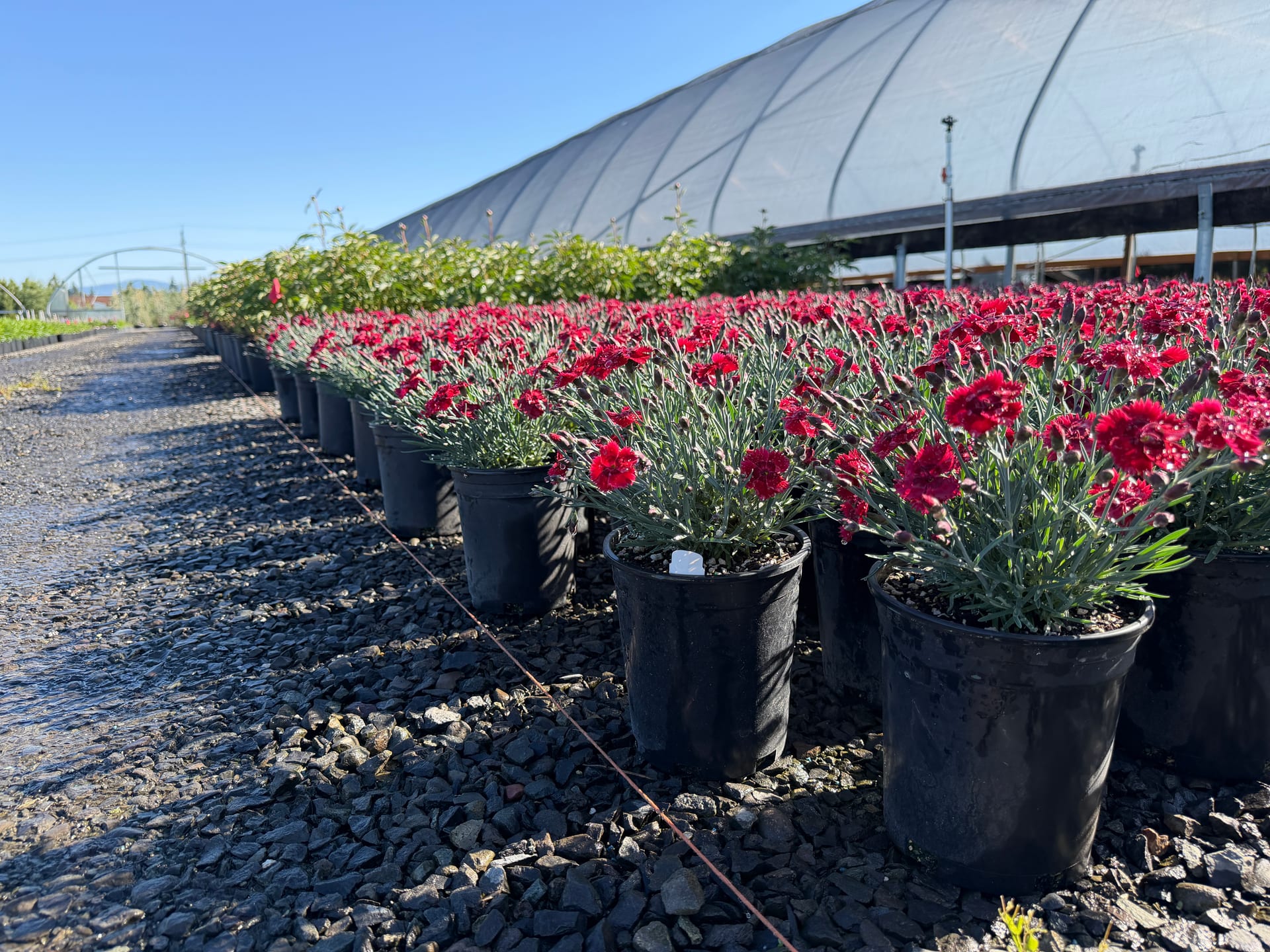 Rows of container-grown red dianthus and flowering perennials beside a hoop house at the Boring, Oregon nursery