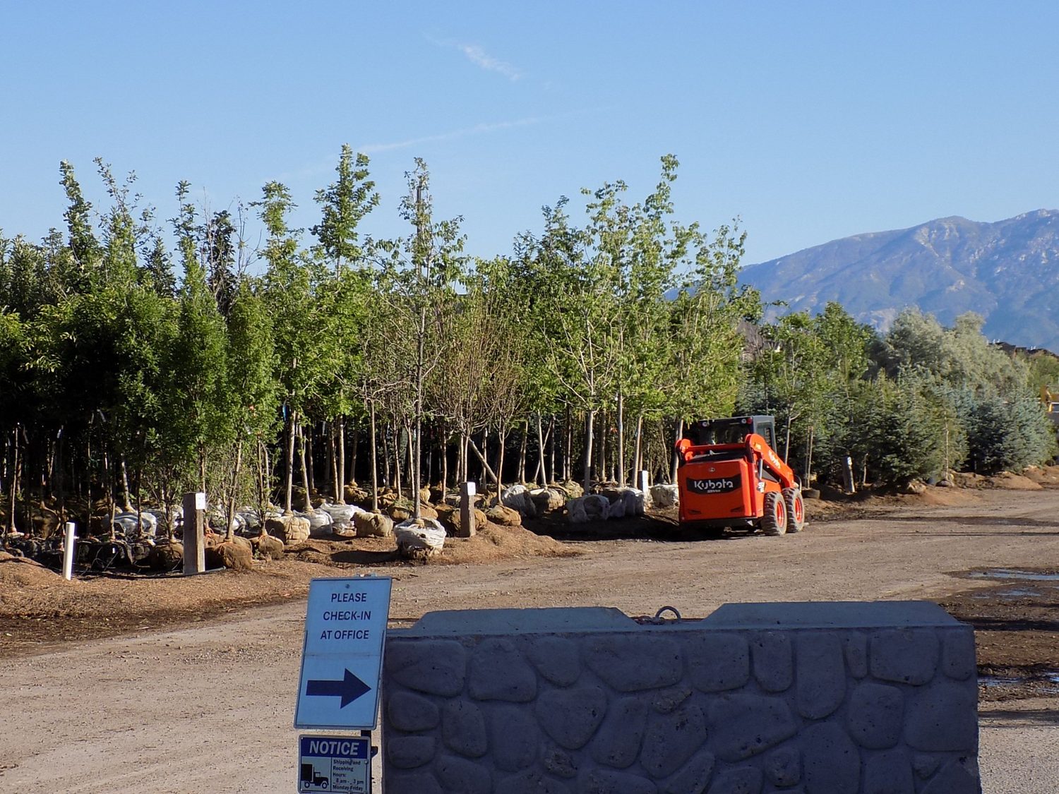 Shade trees and the Wasatch mountains at Tree Source's Pleasant Grove, Utah location