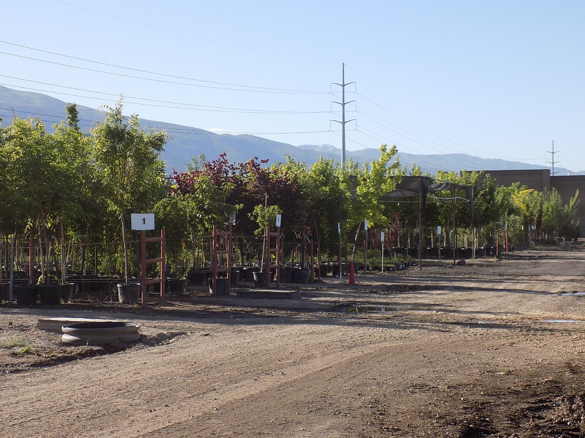 Container-grown trees with the Wasatch mountains behind them at the Kaysville, Utah location